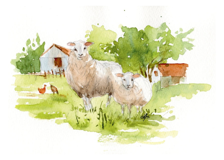Carte Postale "Les moutons"